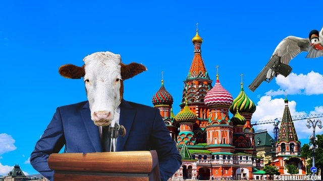 Funny cow dressed in a suit making a speech in front of Russian Parliament.