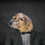 Beaver head on man's body.