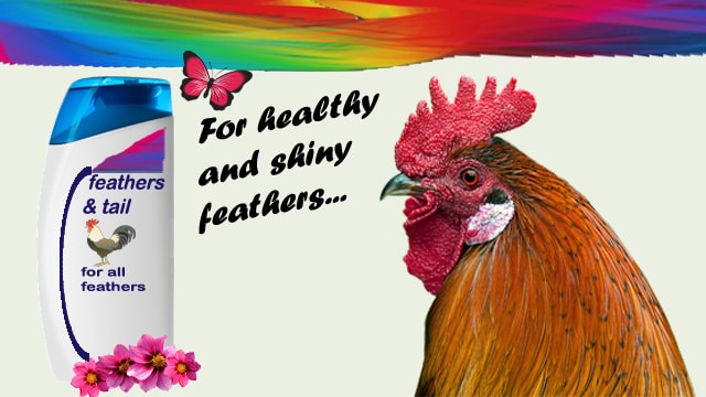 Parody shampoo ad using a chicken.