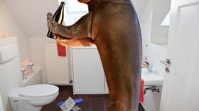 Plus Size Hippo Sheds 900 Pounds After Getting Fat-Shamed On Instagram 3 Skinny hippo in bathroom taking a selfie.