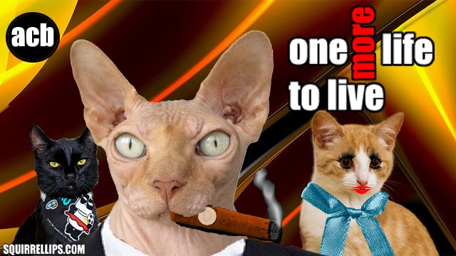 Funny parody of One Life To Live soap opera starring cats.