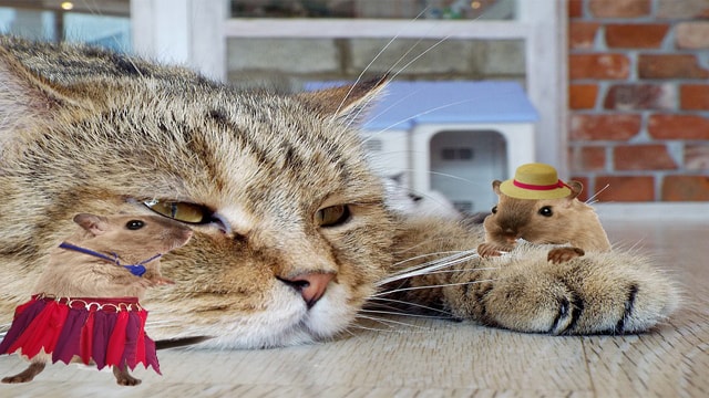 Are You Mad? Top 3 Signs You Have The Rabies Virus 2 Two mice dancing in front of sleepy cat.