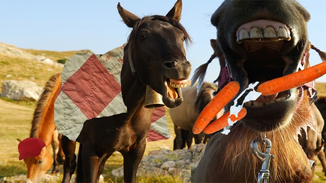 Are You Mad? Top 3 Signs You Have The Rabies Virus 3 Horse laughing at another horse for not being able to chew carrots.