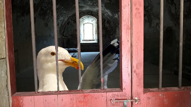 Funny seagull behind prison bars for committing drug crime.