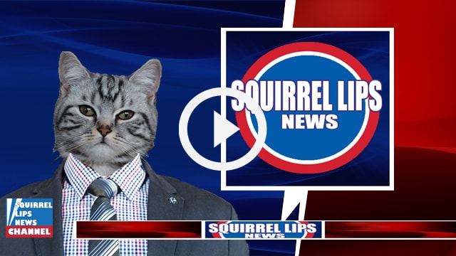 Striped cat wearing suit and tie on a news station.