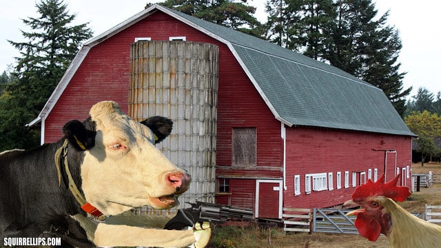 Funny cow pointing a gun at a rooster in barnyard.