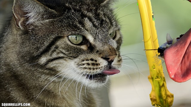 Cat and dog pretending to drink antifreeze.