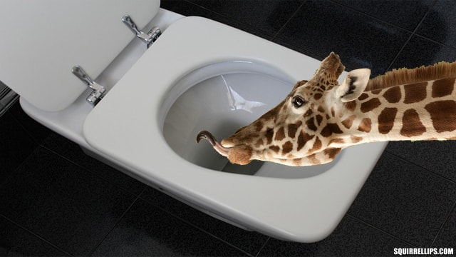 Giraffe drinking out of a toilet.
