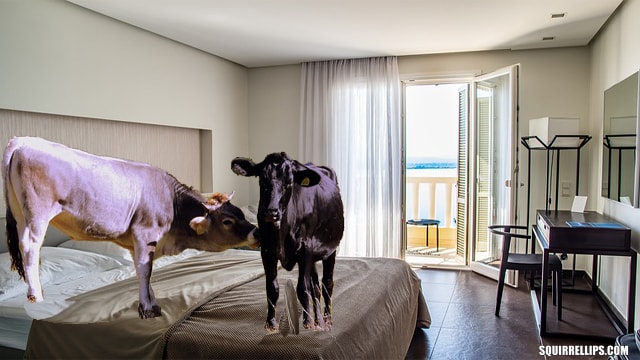 Two cows making love on a bed inside of a house.