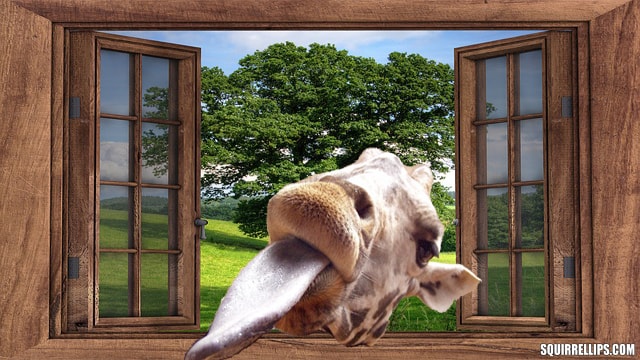 Giraffe sticking its long tongue through open window.