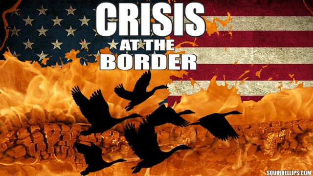 Canadian geese illegslly crossing the United States border.