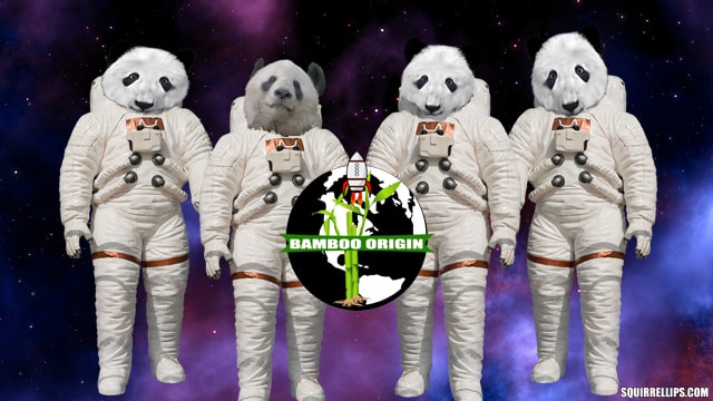 Panda bears wearing white NASA astronaut uniforms.