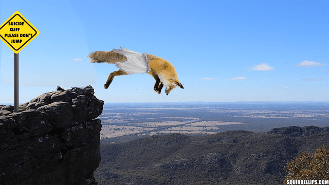 Red fox jumping off a cliff into a gully on a sunny day.