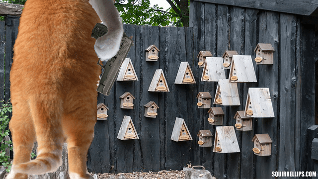 Red and white cat holding handgun in front of bird houses.