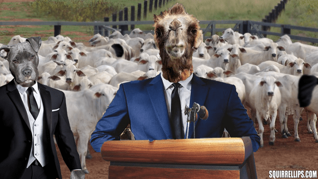 Camel dressed in suit giving speech behind podium.