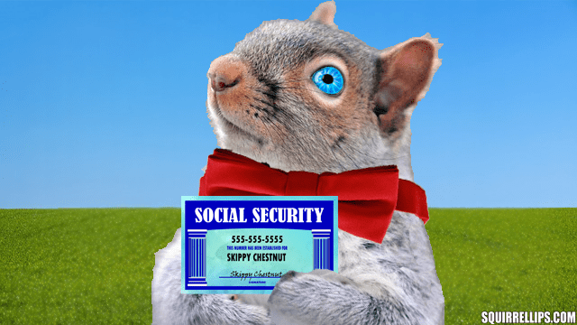 Eastern grey squirrel holding up a social security card.