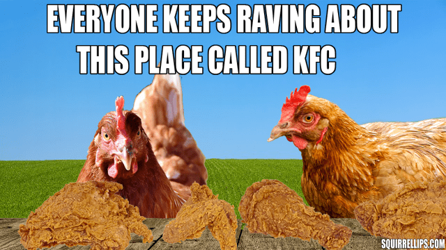 Two chickens eating Kentucky Fried Chicken.