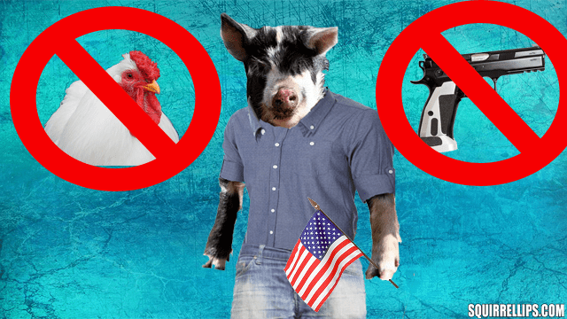 Parody of Beto O'Rourke using a pig.