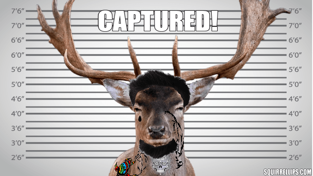 Large brown deer in a mugshot photo.