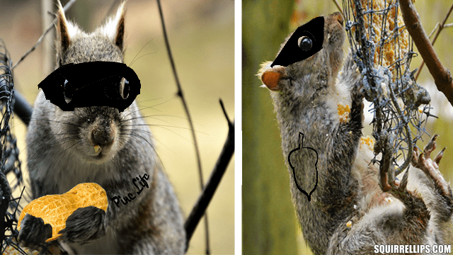 Two eastern gray squirrels on a bird feeder stealing seeds.