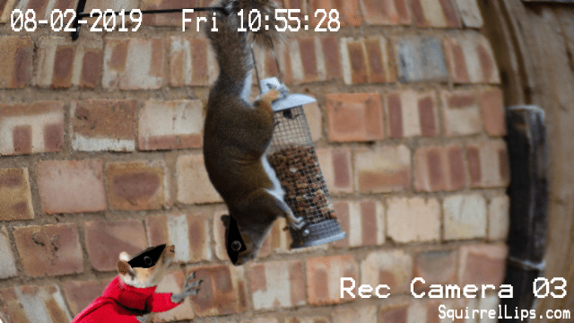 Two eastern gray squirrels stealing seeds out of a bird feeder.