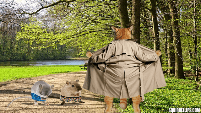 Orange tabby cat wearing trench coat exposing himself to mice.