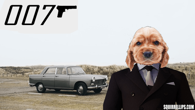 James Bond parody with an English Cocker Spaniel playing Daniel Craig near Aston Martin car.