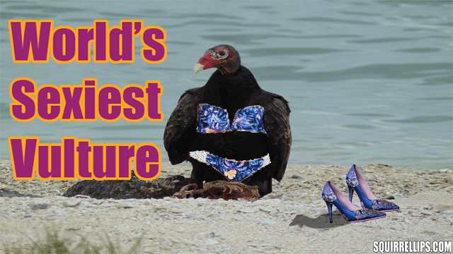 Turkey vulture wearing blue bikini on Hawaiian beach.