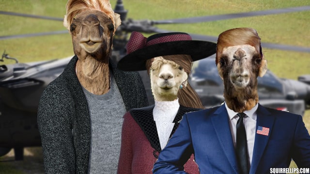 Three camels wearing clothes standing near helicopter in Donald Trump parody.