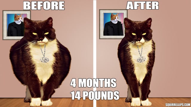 Side by side comparison of black and white cat inside brown room.