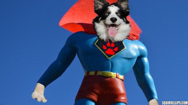 Black and white sheepdog wearing Superman outfit.