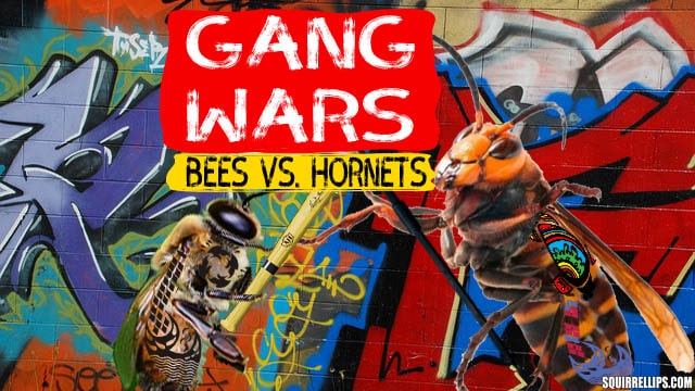 Bee and hornet fighting in front of graffiti wall.