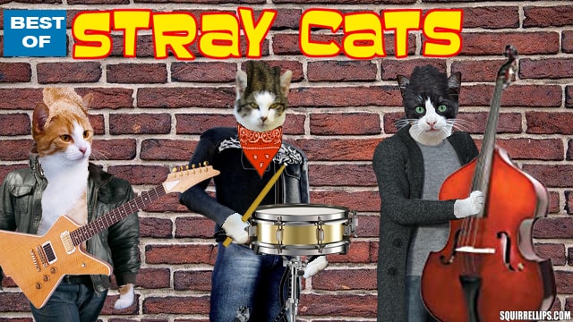 Three cats dressed in clothes against brick wall.