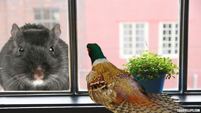 Gray rat looking through house window at peacock.